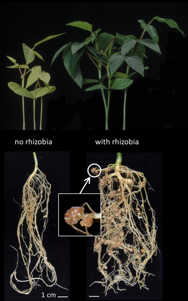 Nodules formed on roots of cowpea by nitrogen fixing rhizobia.