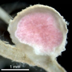 Section of a cowpea nodule showing plant cells infected by rhizobia that are colored by leghemoglobin.