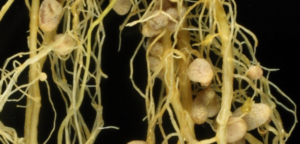 Pigeon pea roots carrying nitrogen fixing nodules formed by the strain CI-41S that was isolated in a field of Bondoukou, in Côte d'Ivoire.